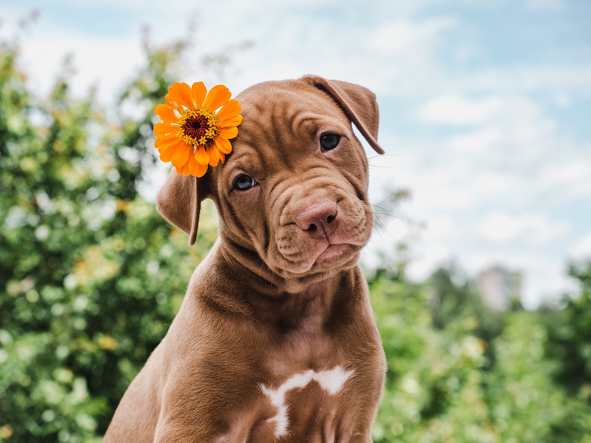 Dog Supplements