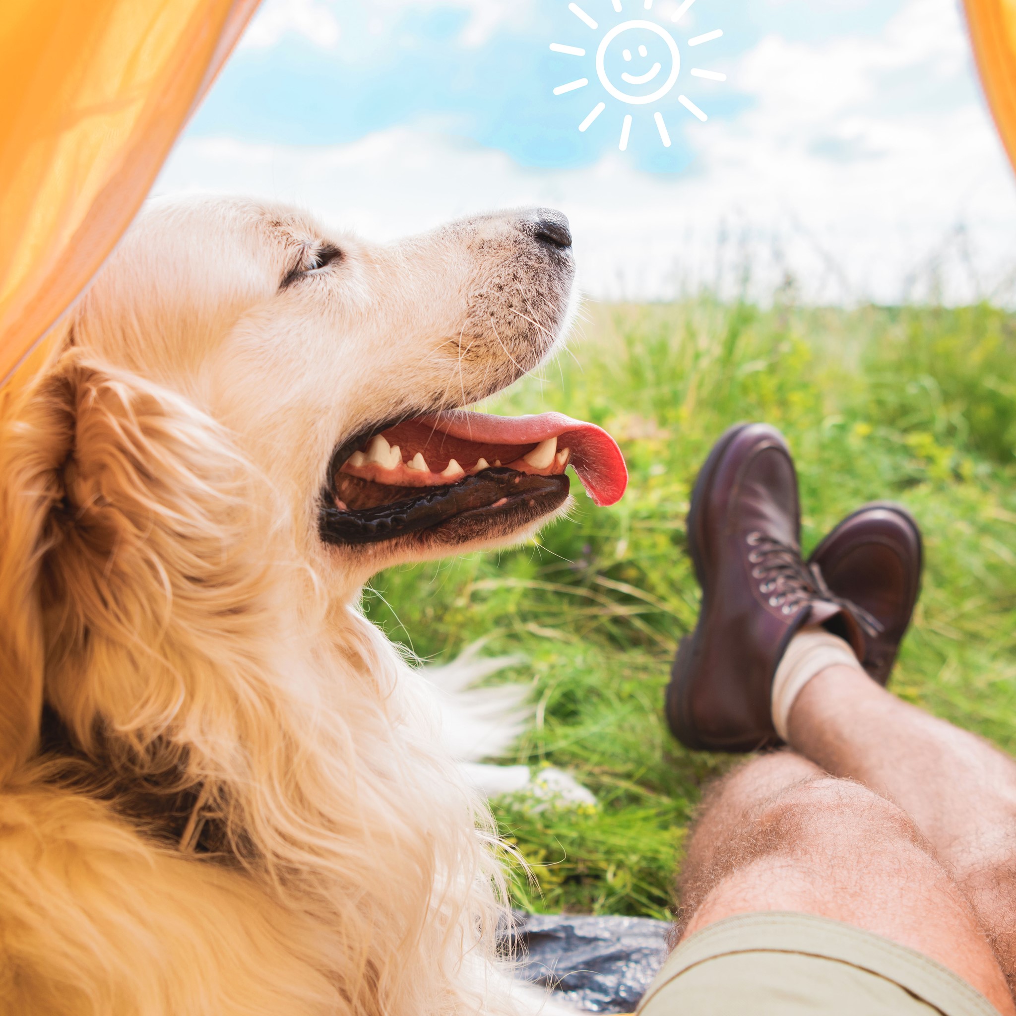 Dog Supplements