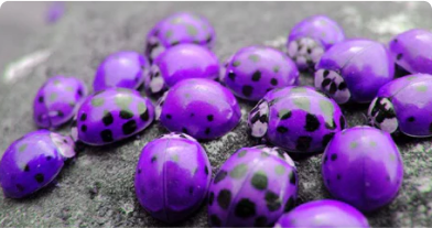 Shopify store case study - insect sales using AiTrillion